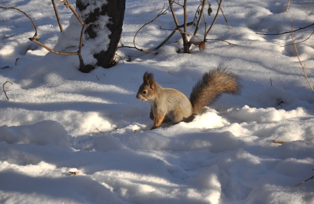 Белка прячет орех