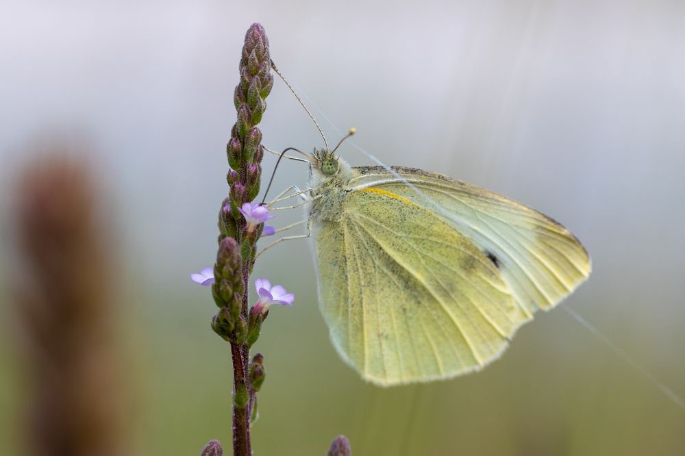 Photograph by Silvia Koopmans