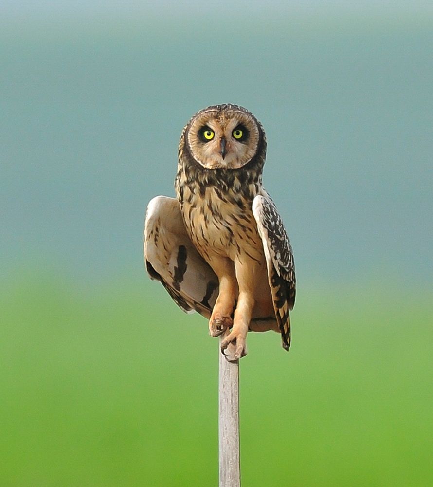 Photograph by Paulo Guerra