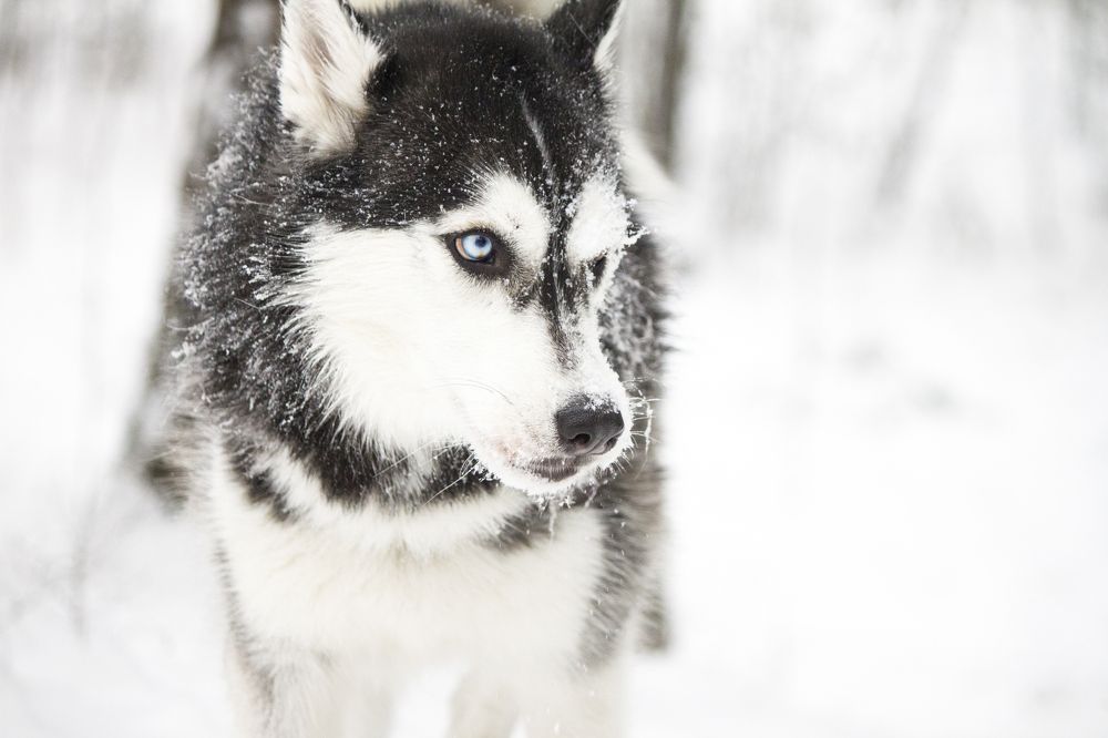 Photograph by Александра Савельева