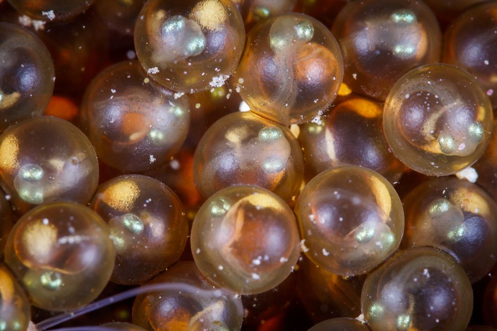 Baby of Atka Mackerel