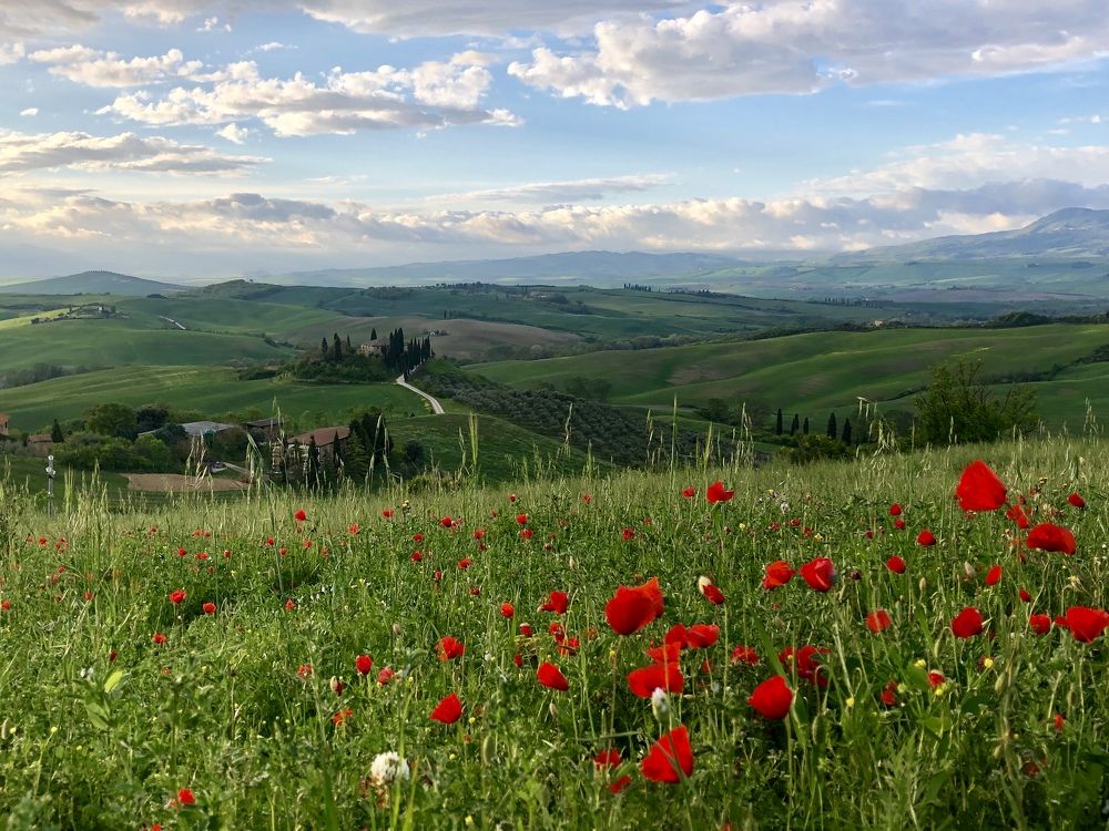 Цветущая Тоскана