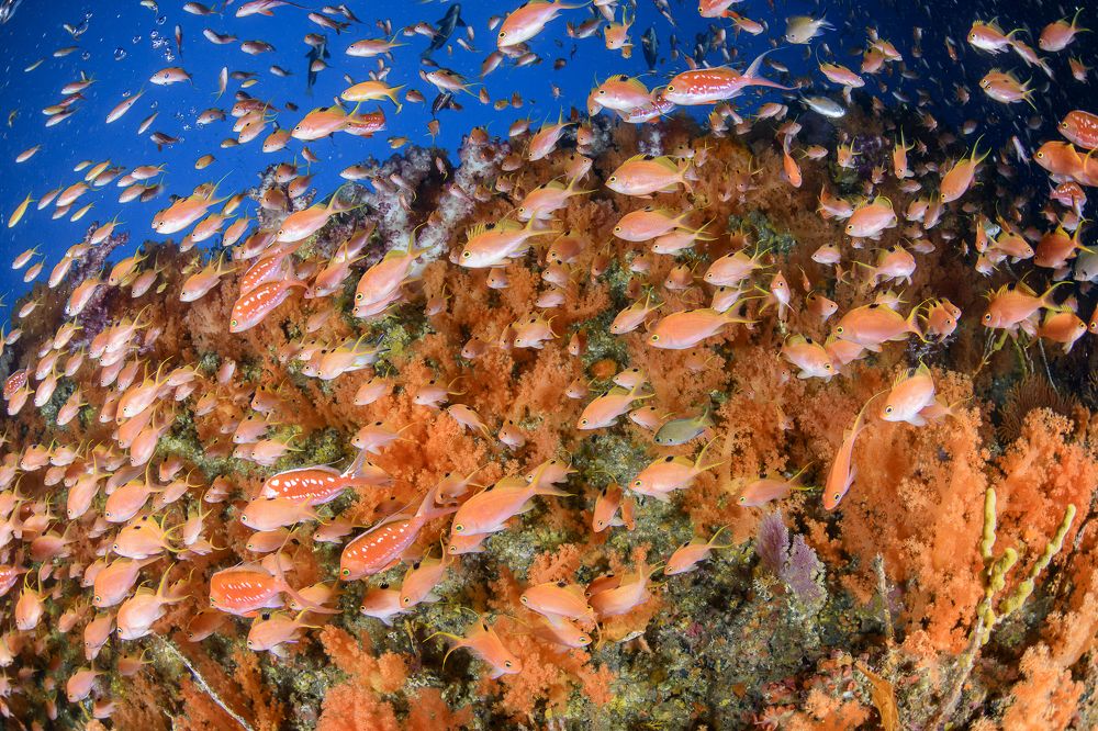 Lush of Female Cherry Anthias