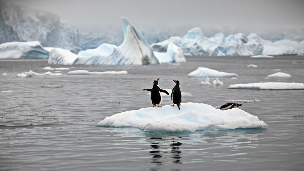 Пингвиньи истории