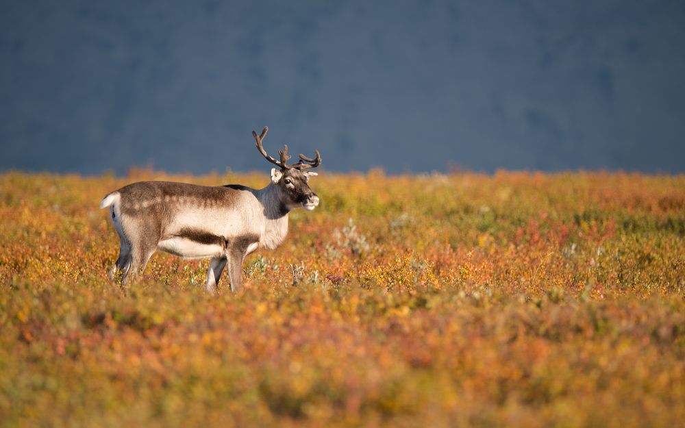 Фотография автора Виталий