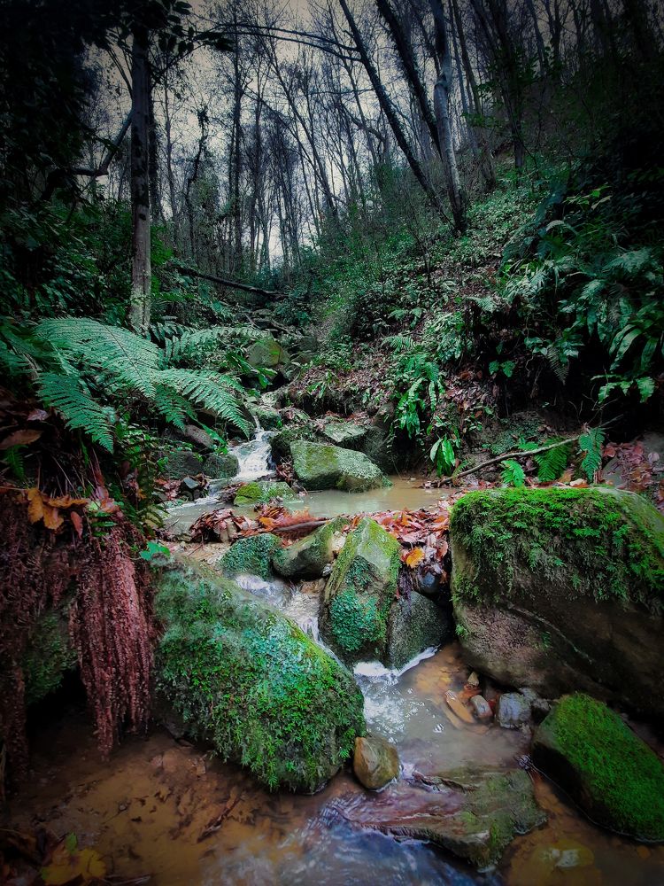 Лесной ручей.