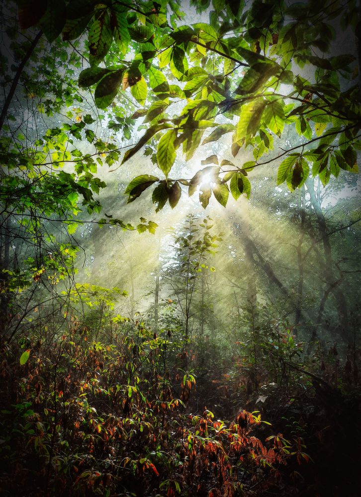 Луч солнца золотого...