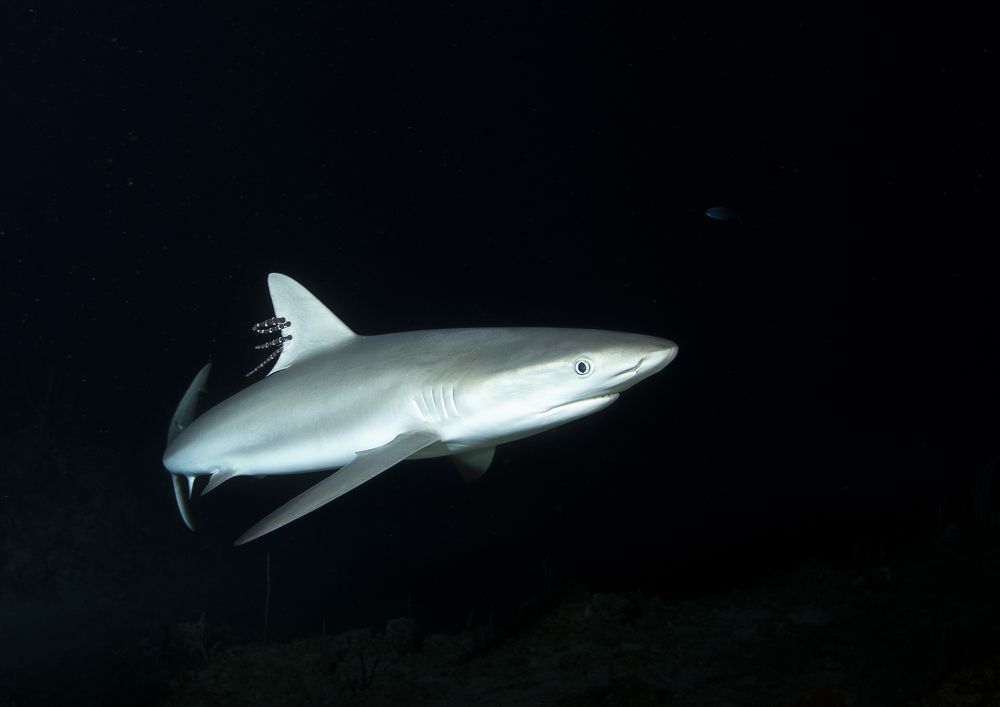 Shark in The Caribbean