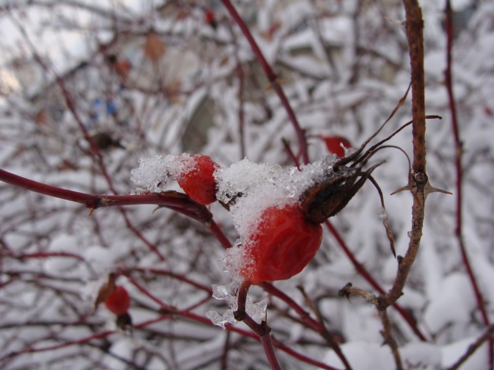 Photograph by Николай Худяков