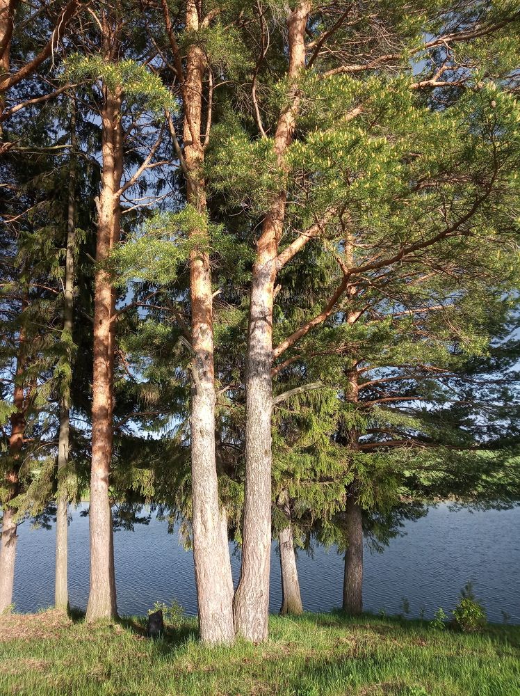 Photograph by елена сидорова