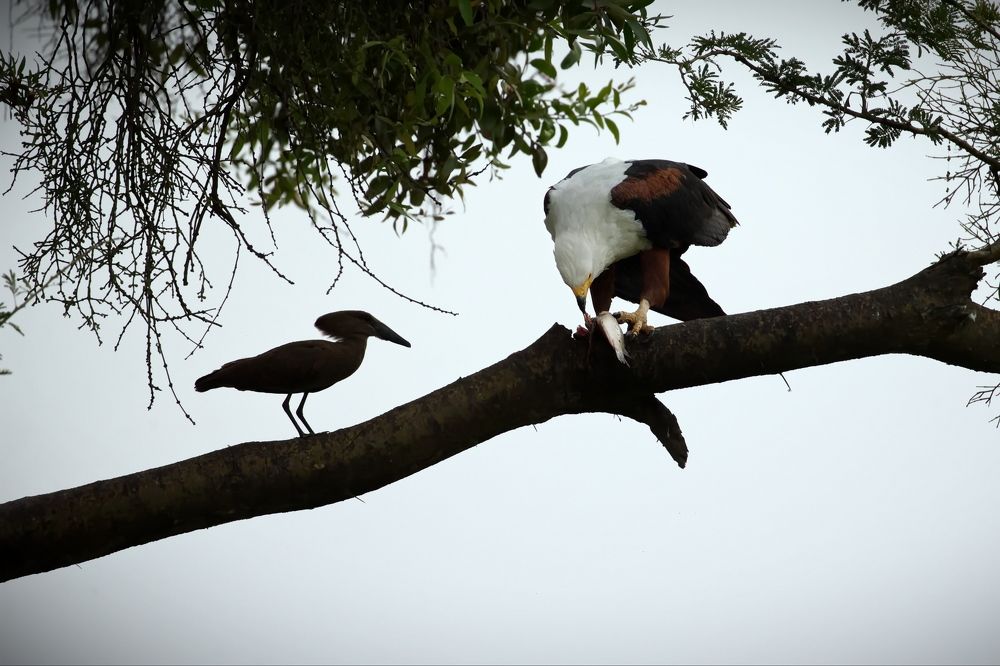 Угости же меня!