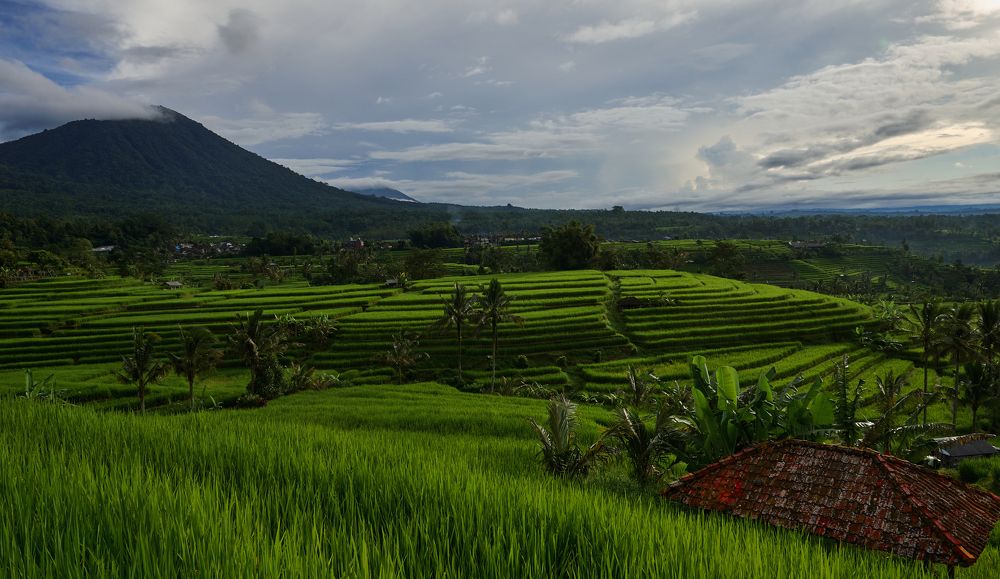 Rice Terraces