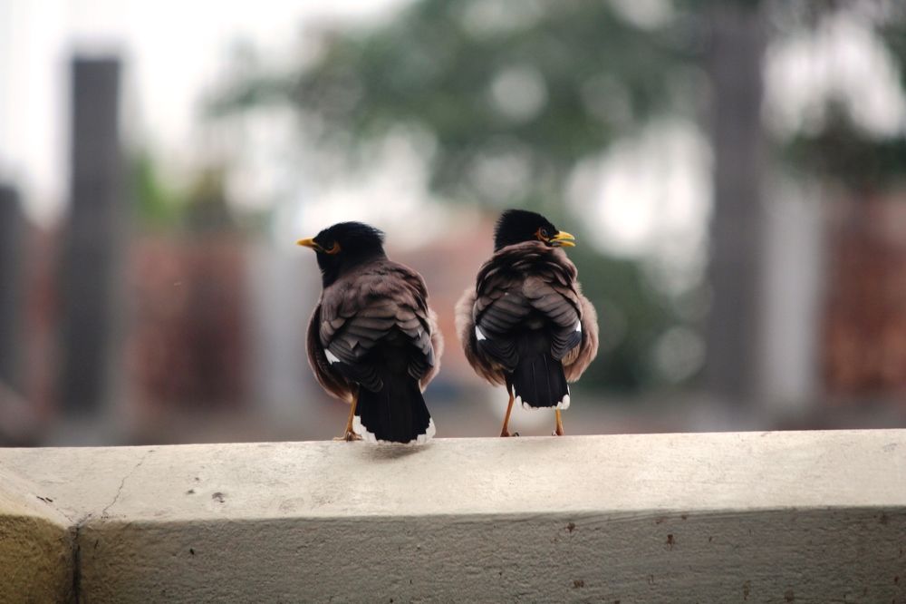 ID: Mr and Mrs Common myna