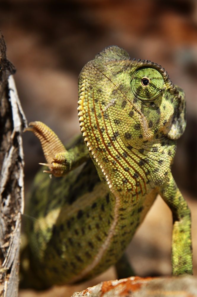 Chameleon checking me out!