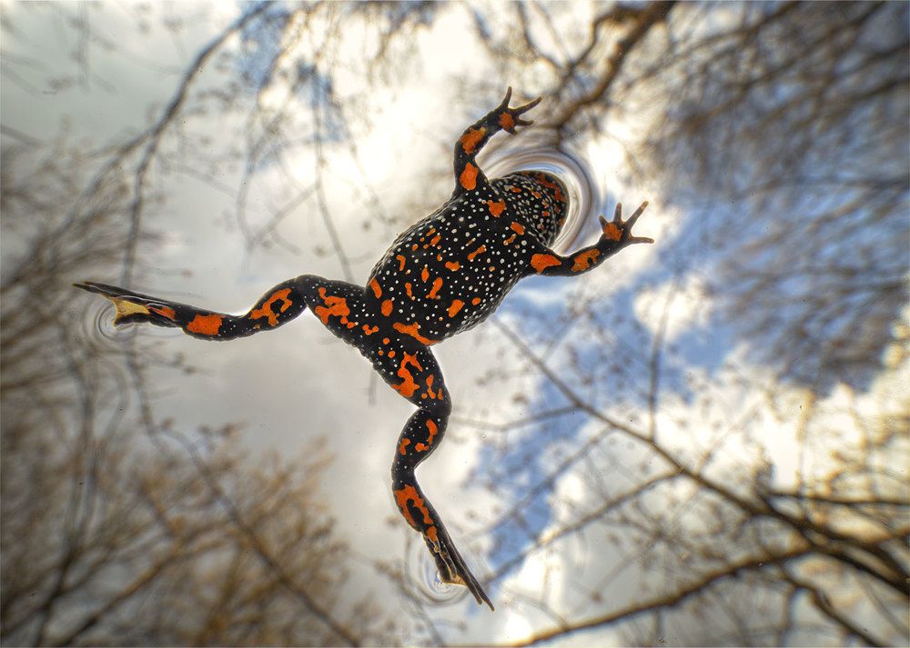 Фотография автора Роман Рысь