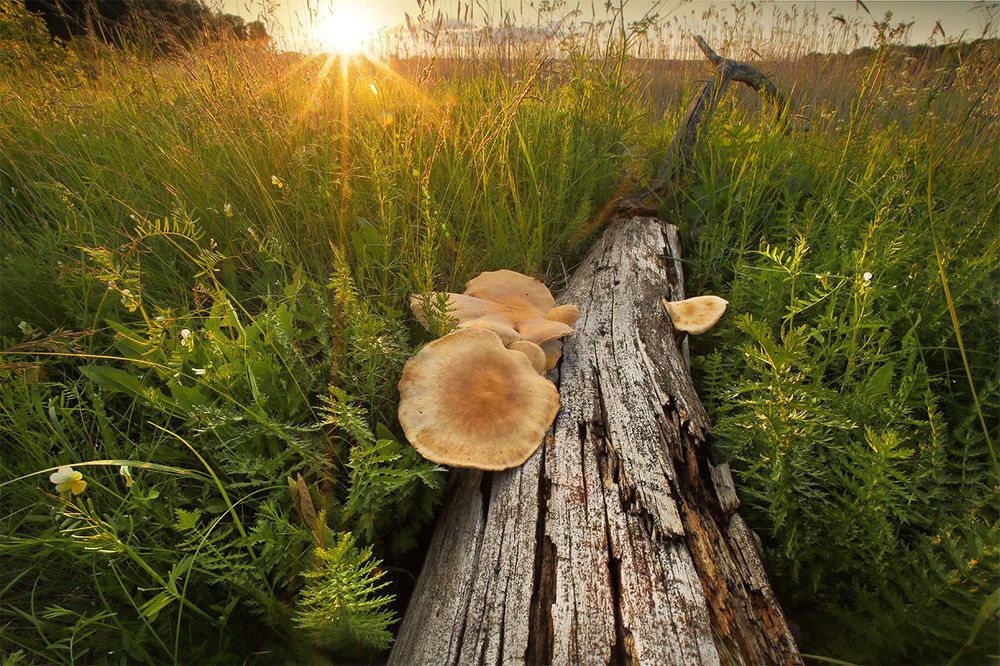 Фотография автора Роман Рысь