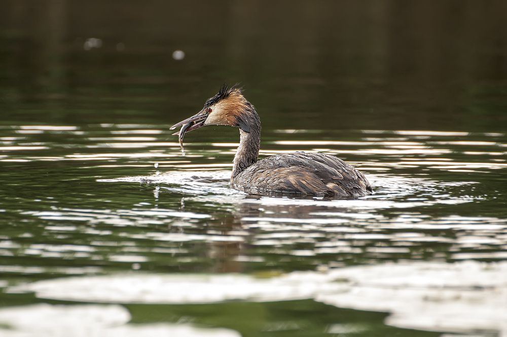 С добычей для малышей