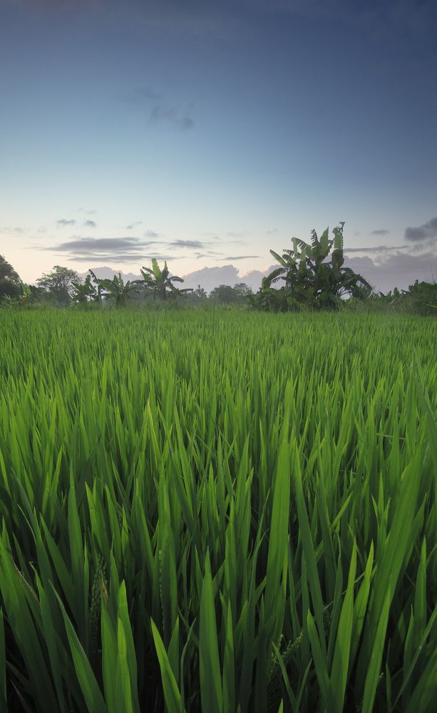 Photograph by Deshan Tharindu