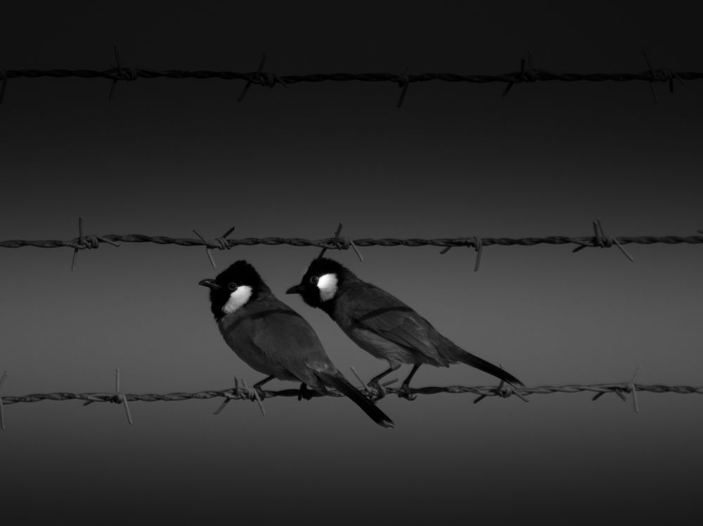 Photograph by Hassan Alawami