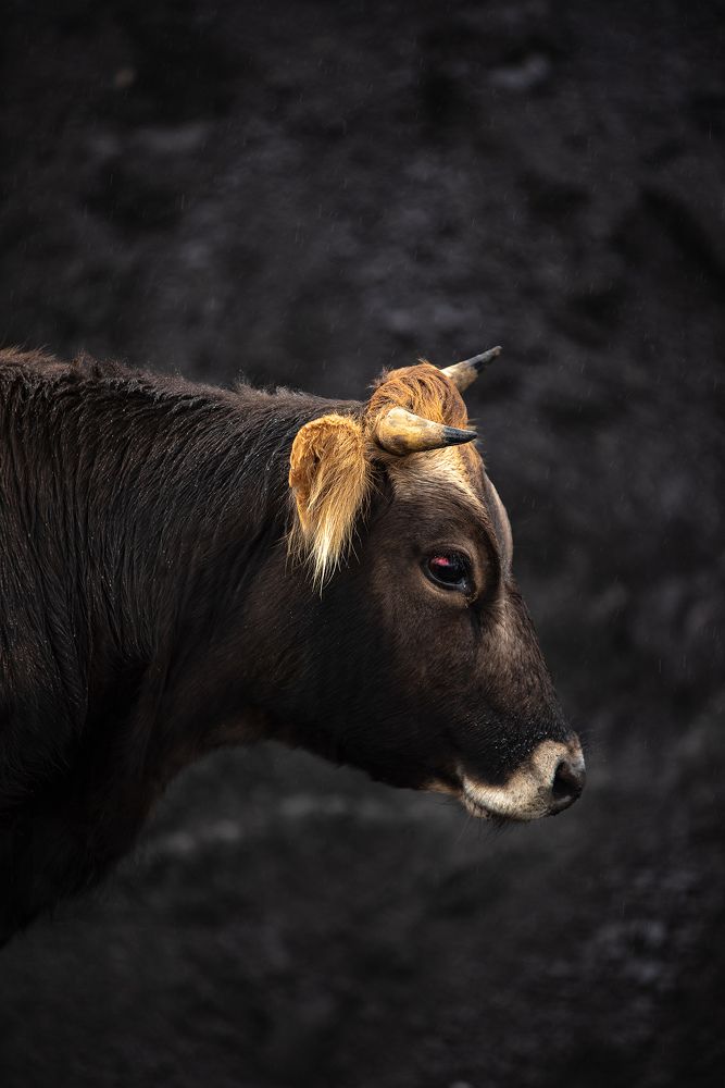 Photograph by Sergey Lexin