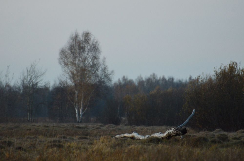 Фотография автора Елена