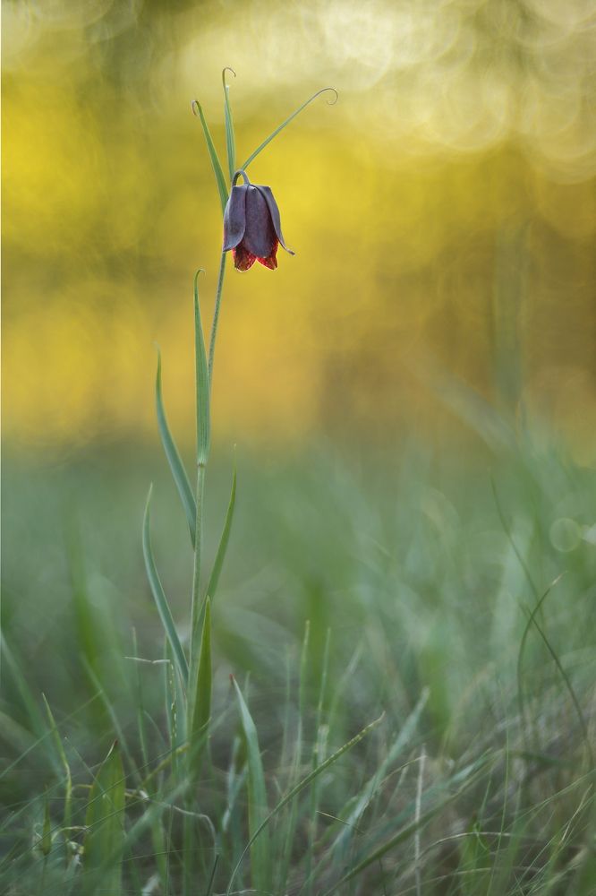 Фотография автора Роман Рысь