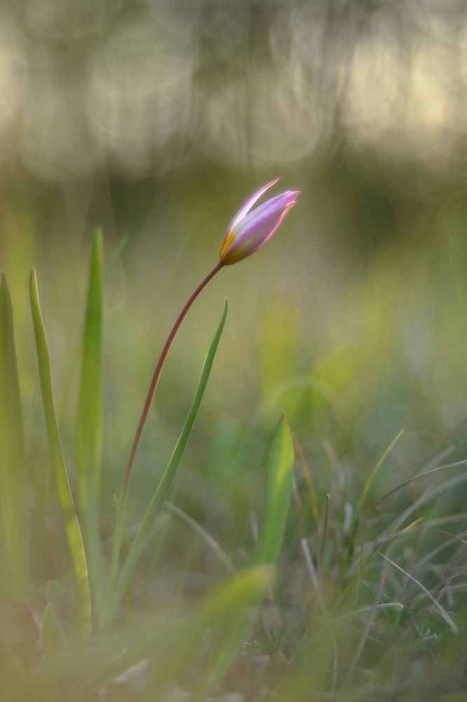 Фотография автора Роман Рысь