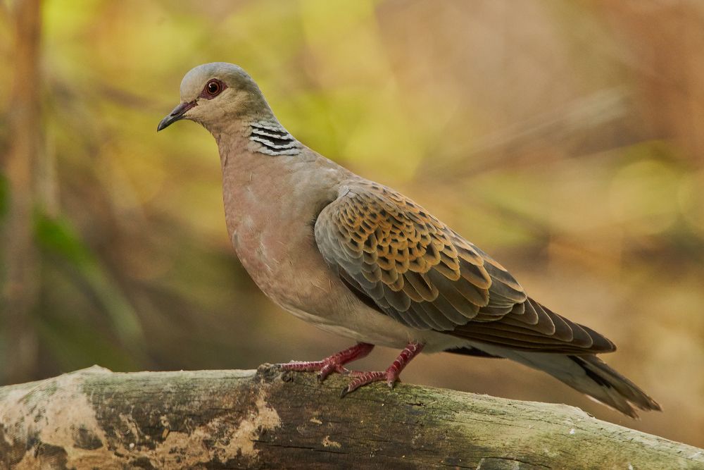 Фотография автора Роман Рысь