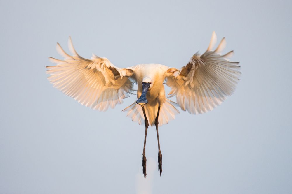 Straight to the camera