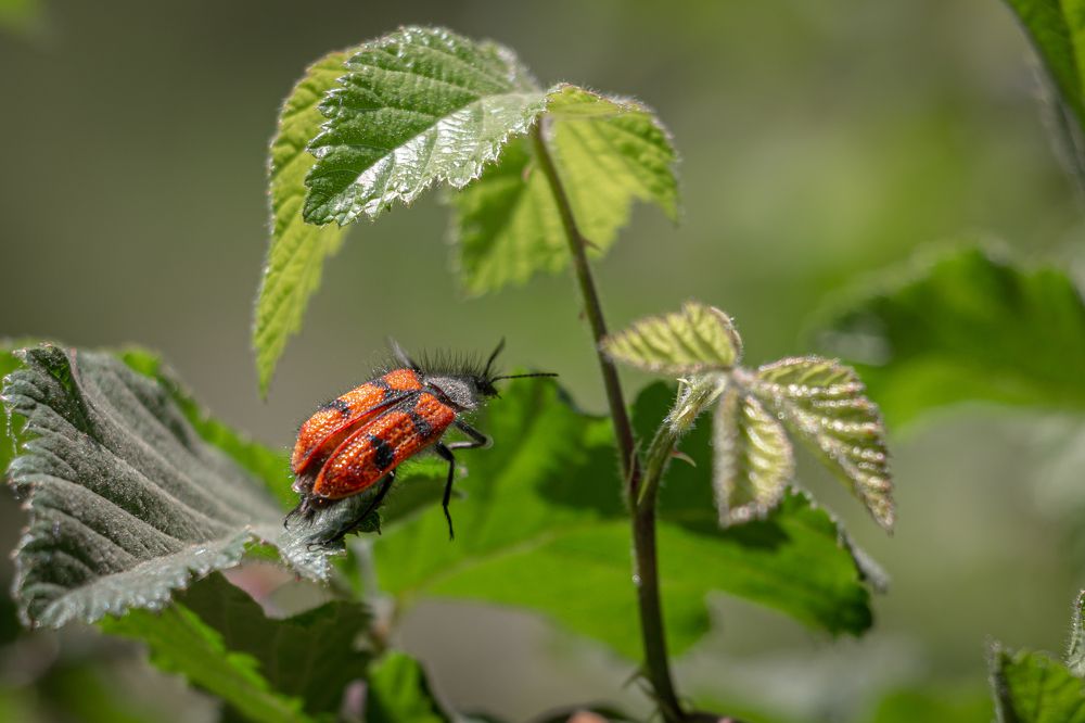 Photograph by Gerardo Morales