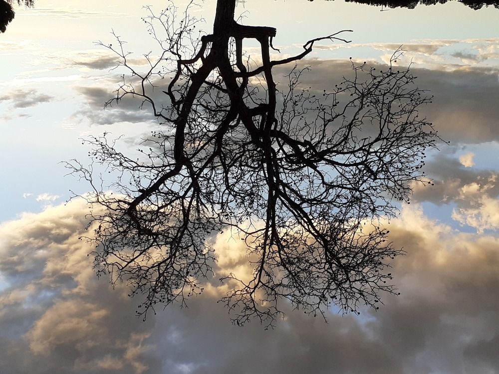 A tree covered with clouds