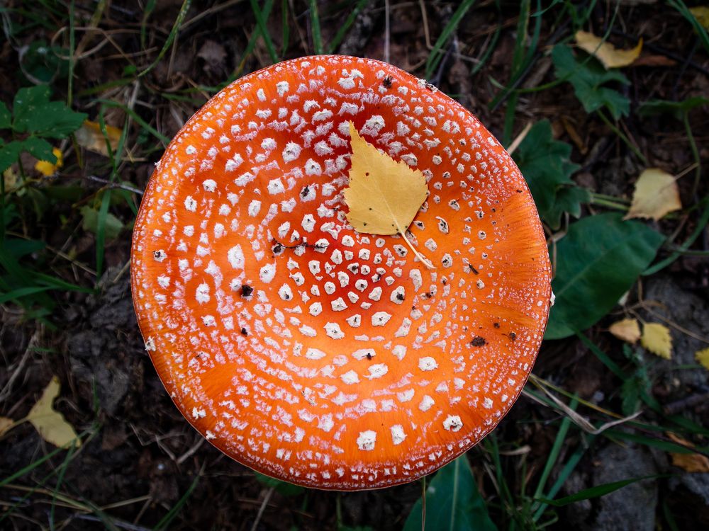 Photograph by Сергей Жарков