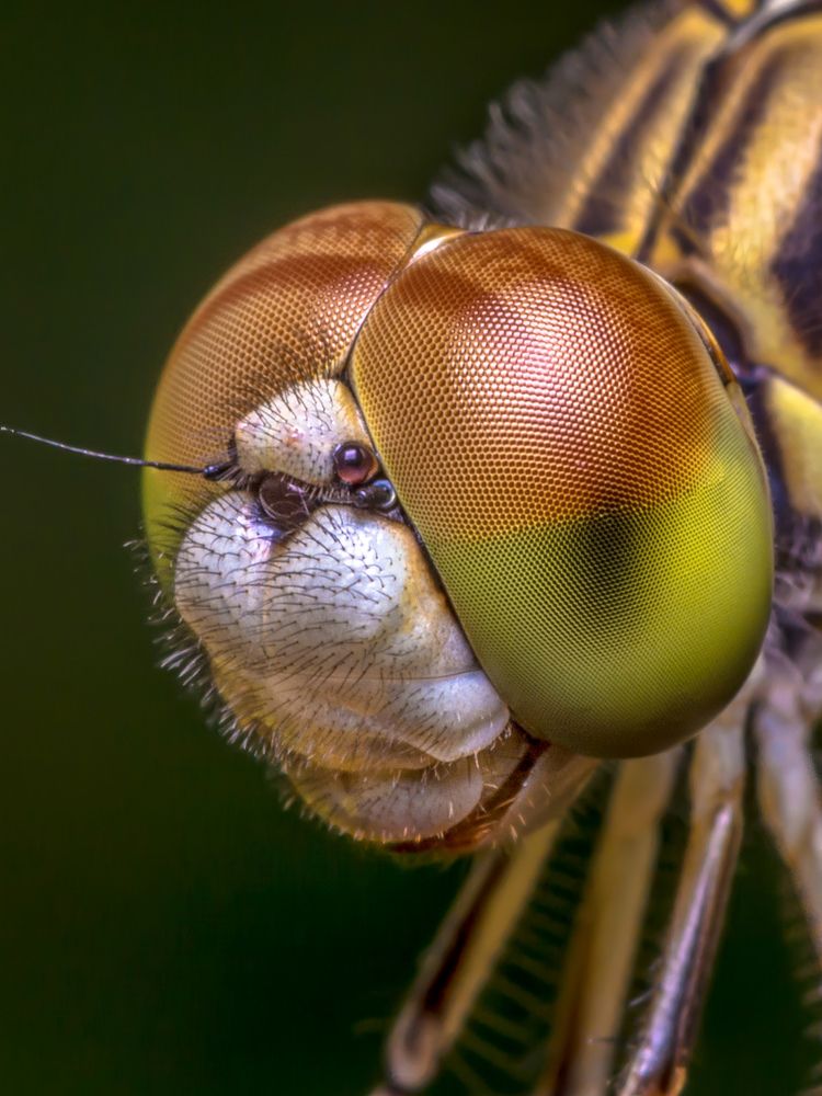 Photograph by debasish pal