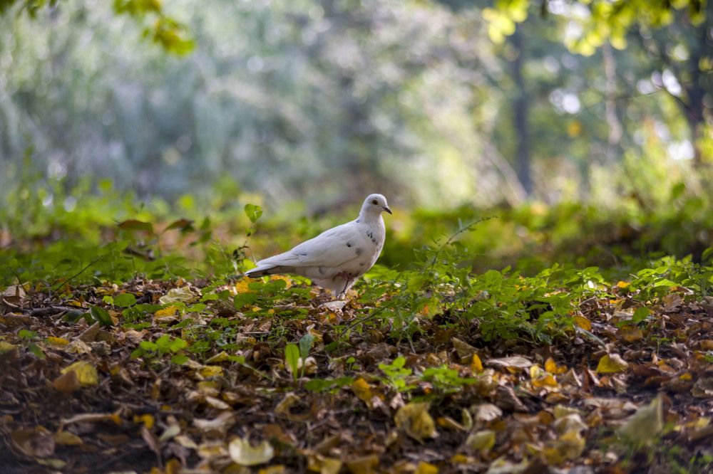 Photograph by Heorhii