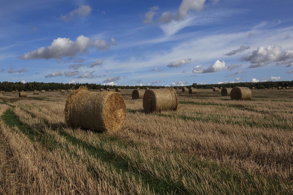 Photograph by Tatiana