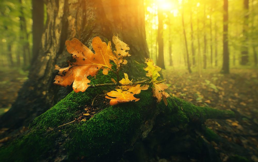 Осенний вечер в городском парке