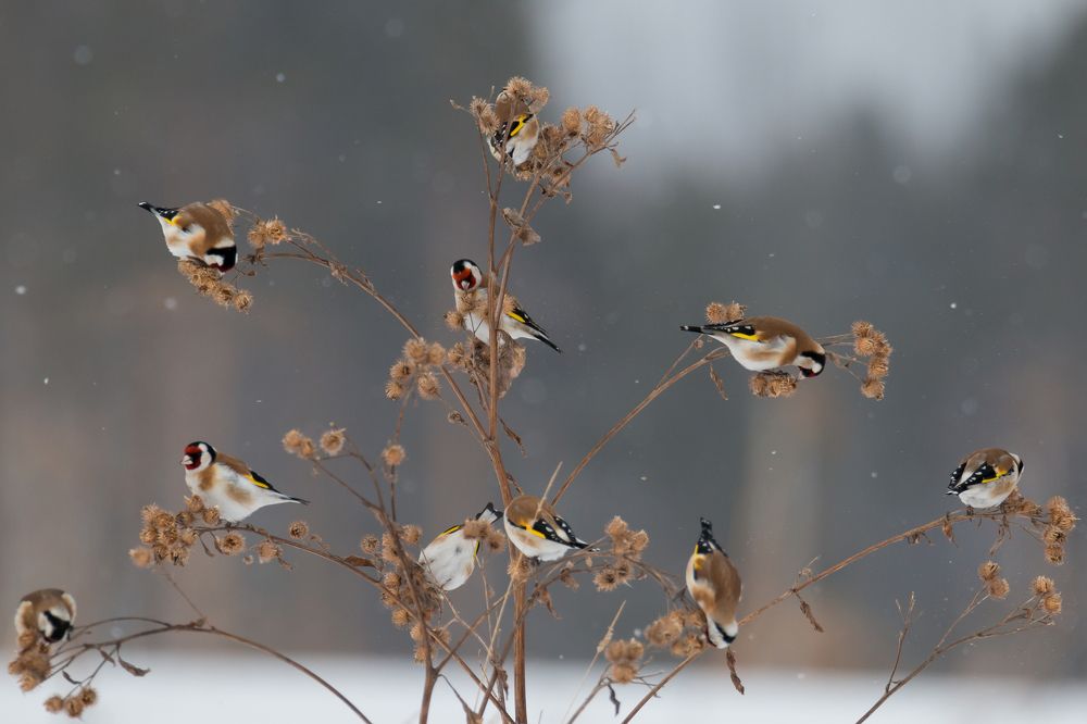 Новогодние игрушки