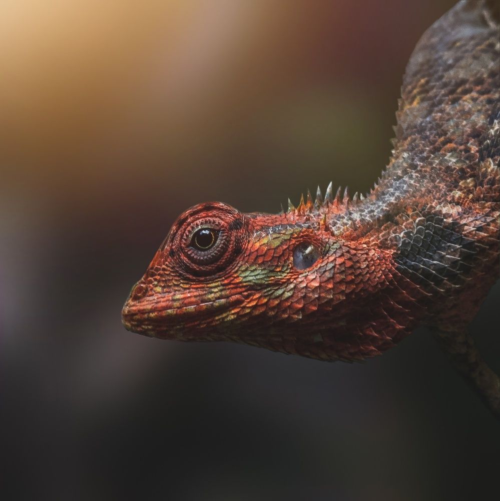 Photograph by Deshan Tharindu