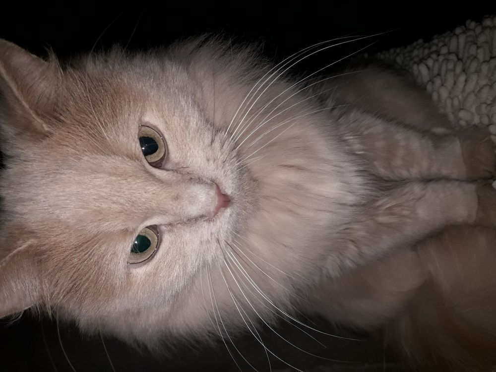 Моя любимица - Бусинка