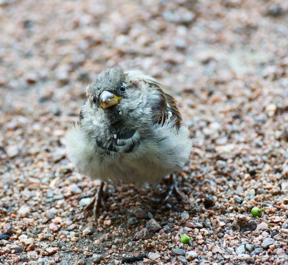 Фотография автора Елена