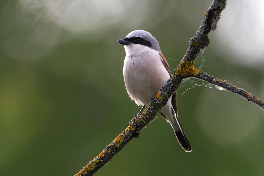 Photograph by Чернобай Анна