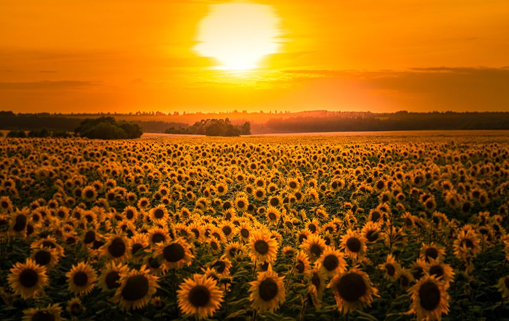 Photograph by Игорь Кляхин