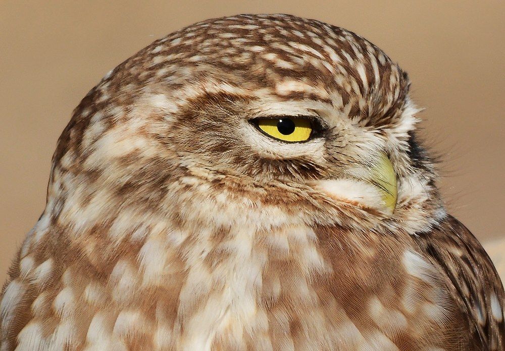 Photograph by Sohrab Niazi