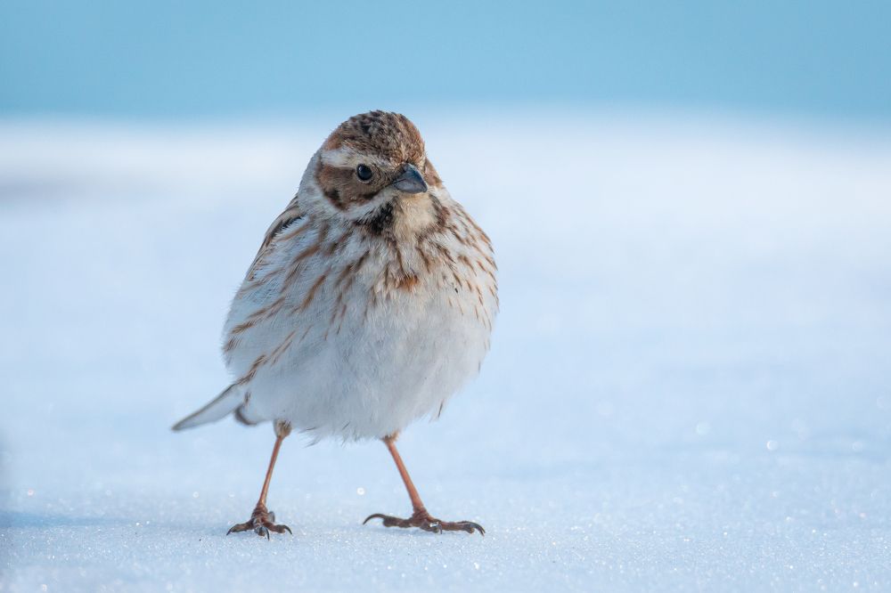 Мал, да удал