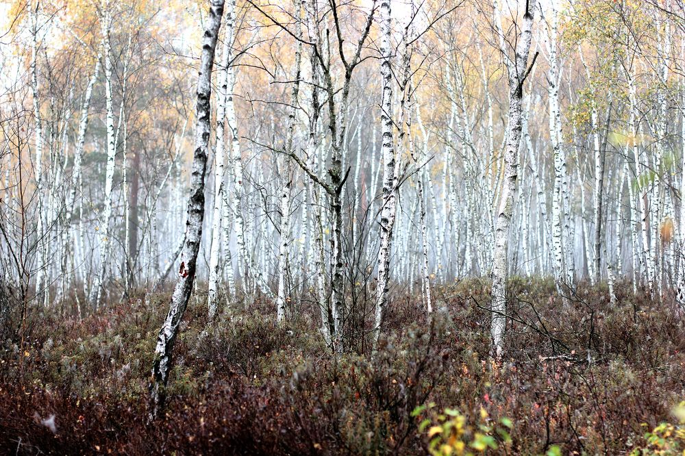 Photograph by Anna Suchcicka