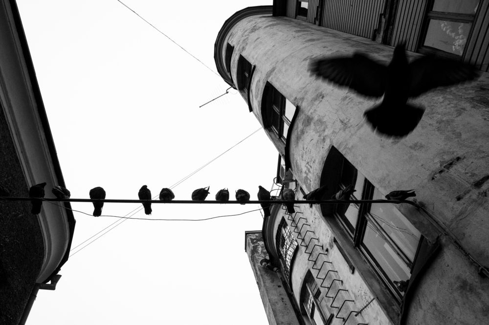 Голуби в Выборгском дворе