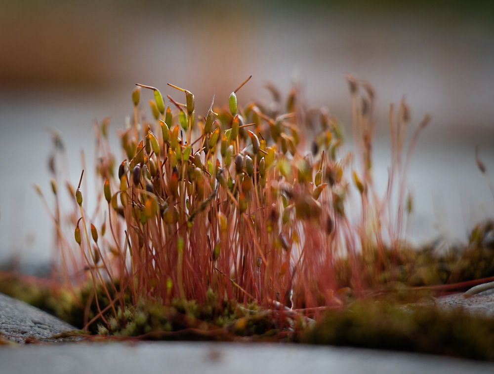 Photograph by Евгений Михеев