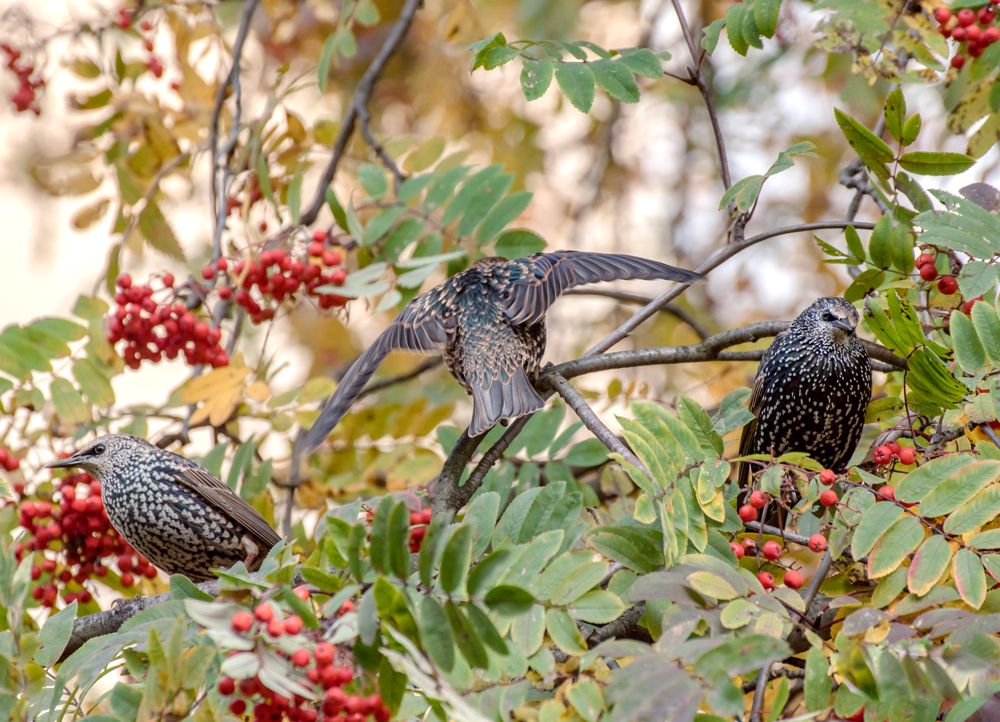 Фотография автора Мурр Маори