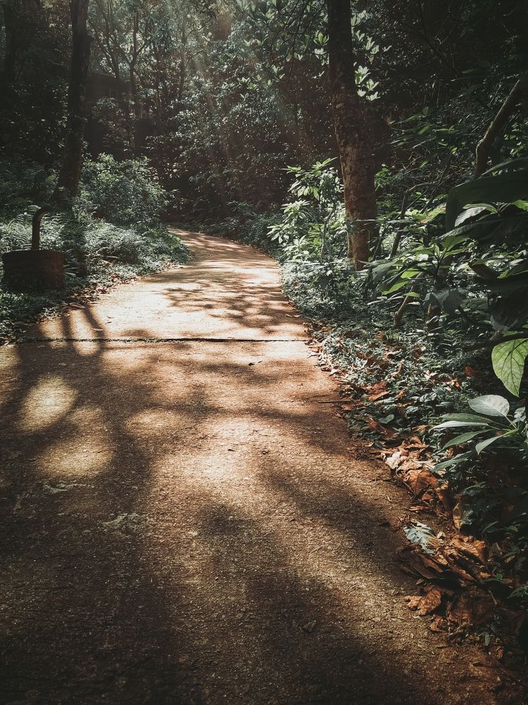 Lost in the Woods