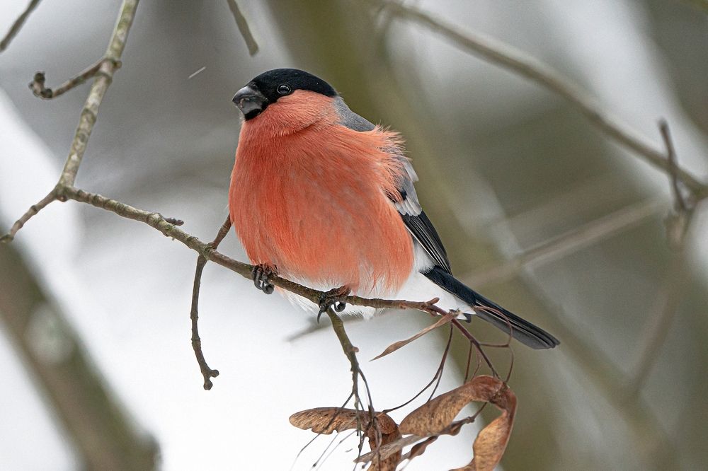 Photograph by Viktor Makarov